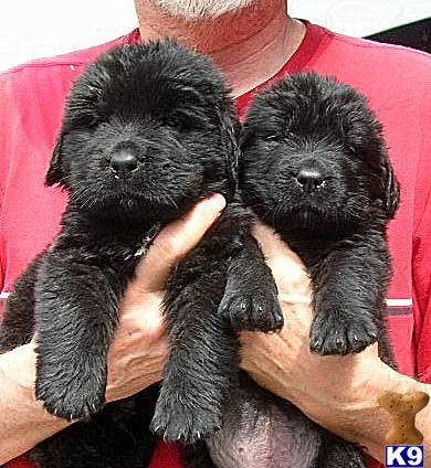 Puppies in WV